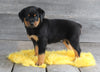 AKC Registered Rottweiler For Sale Applecreek OH Male-Axel