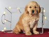 AKC Registered Golden Retriever For Sale Holmesville, OH Male- Timmy