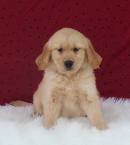 AKC Registered Golden Retriever For Sale Fredericksburg OH Female-Julie