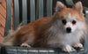 Pomeranian For Sale Millersburg OH Male-Buddy