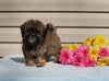 Shih-poo For Sale Warsaw OH Male-Terrance