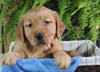 AKC Registered Golden Retriever For Sale Shreve OH Female-Nellie