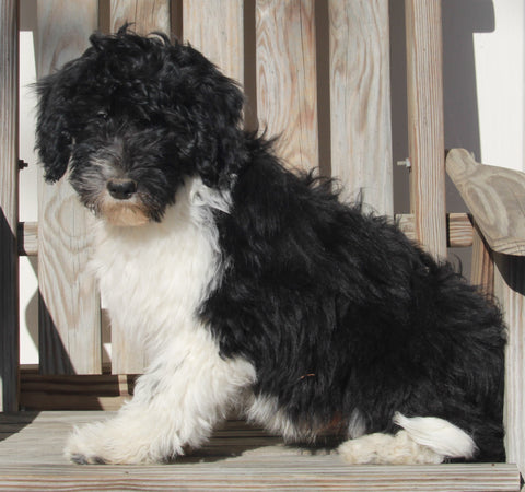 Aussiedoodle For Sale Millersburg OH Male-Wyatt
