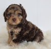 Cavapoo For Sale Beach City OH Male-Snickers
