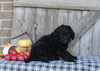 F1B Medium Labradoodle For Sale Millersburg OH Female-Fiona