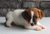 Jack Russel For Sale Millersburg OH Female-Ashley