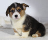 AKC Registered Pembroke Welsh Corgi For Sale Millersburg OH Male-Rocky