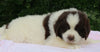 AKC Newfoundland For Sale Millersburg OH -Female Molly