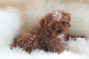 Cavapoo For Sale Baltic, OH Male- Rascal