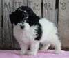 AKC Registered Moyen Poodle For Sale Wooster OH Female- Fluffy