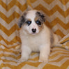 ABCA Registered Border Collie For Sale Warsaw OH Male-Leo