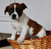 Jack Russel For Sale Fredericksburg OH Male-Cooper