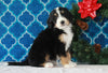 Bernedoodle (Standard) For Sale Sugarcreek, OH Female- Daisy