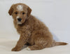 Mini Goldendoodle For Sale Beach City OH Male-King