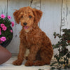 Mini Poodle For Sale Millersburg OH Male-Rambo