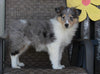 Collie Lassie For Sale Fredericksburg OH Female-Rita