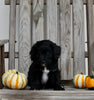 Aussiedoodle For Sale Millersburg OH Female-Sophia MAKE AN OFFER