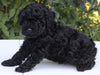 AKC Registered Mini Poodle For Sale Millersburg OH Male-Elvis