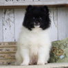 Pomeranian For Sale Millersburg, OH Male- Charles