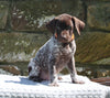AKC Registered German Shorthaired Pointer For Sale Fredericksburg OH Male-Gunner