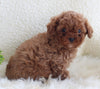AKC Registered Miniature Poodle For Sale Millersburg OH Male-Teddy