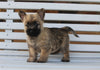 AKC Registered Cairn Terrier For Sale Millersburg OH Female-Hannah