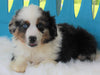 Mini Australian Shepherd For Sale Fredericksburg OH -Male Dexter