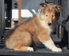 AKC Registered Collie Lassie For Sale Fredericksburg OH Female-Carolyn