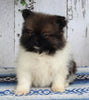ACA Registered Pomeranian For Sale Millersburg OH Male-Alex