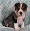 Beabull For Sale Navarre OH Male-Smokie
