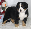 AKC Registered Bernese Mountain Dog For Sale Millersburg OH Male-Neil