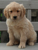 Golden Retriever For Sale Fredericksburg OH Male -Andre'
