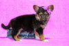 German Shepherd Mix For Sale Millersburg OH Female-Jannette