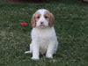 F1B Medium Labradoodle For Sale Millersburg, OH Female- Chloe