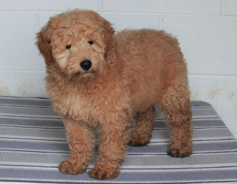 Goldendoodle For Sale Fredericksburg, OH Female- Fluffy