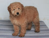 Goldendoodle For Sale Fredericksburg, OH Female- Fluffy