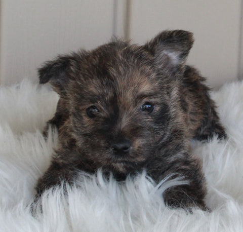 AKC Registered Cairn Terrier For Sale Millersburg OH Female-Olivia