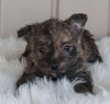 AKC Registered Cairn Terrier For Sale Millersburg OH Female-Olivia