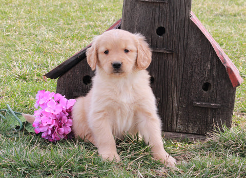 AKC Registered Golden Retriever For Sale Fredericksburg, OH Male- Laddy