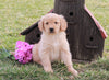 AKC Registered Golden Retriever For Sale Fredericksburg, OH Male- Laddy