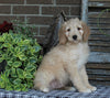 Medium F1BB Goldendoodle For Sale Millersburg OH Male-Drew