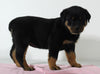 AKC Registered Rottweiler For Sale Wooster OH Female-Bailey