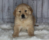Goldendoodle For Sale Sugarcreek, OH Female- Sophie