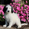 F1B Medium Labradoodle For Sale Millerburg OH Male-Franklin SOLD