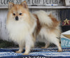 ACA Registered Pomeranian For Sale Millersburg OH Male-Tucker