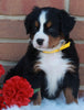 AKC Registered Bernese Mountain Dog For Sale Sugarcreek OH Female-Willow