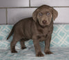 AKC Registered Silver Labrador Retreiver For Sale Sugarcreek OH Female-Molly