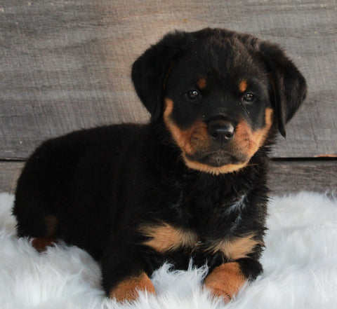 AKC Registered Rottweiler For Sale Applecreek OH-Female Bella