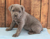 AKC Registered Cane Corso For Sale Wooster, OH Female- Lola