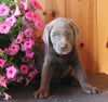 AKC Registered Labrador Retriever For Sale Fredericksburg OH Female-Gracie